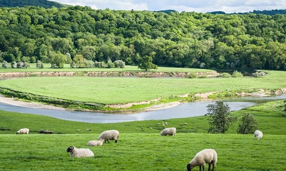 Sheep grazing in a field